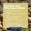 Kiepenkerl Pflanzkartoffeln Quartett Spezialitäten 12 Stück Produktbild-Vorschau 5