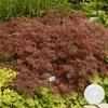 Acer palmatum \'Garnet\' – Japanischer Ahorn – Strauch – Produktbild-Vorschau 1
