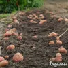 Saatkartoffeln Desiree A 28/35 (10 kg) - Organifer Produktbild-Vorschau 5
