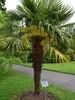 Chinesische Fächerpalme (Trachycarpus fortunei)  - 20 Samen Produktbild-Vorschau 2