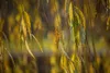 Salix alba 'Tristis', Trauerweide, gelbgrün, 100–150 cm Produktbild-Vorschau 10