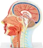physa Anatomie Schädel - Medianschnitt - Originalgröße Produktbild-Vorschau 4