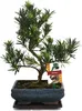 Bonsai cis pospolity - Podocarpus macrophyllus - ok. 8 lat Podgląd zdjęcia produktu 1
