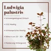 Aquarium Pflanze Ludwigia palustris AquaOne Nr.335B Produktbild-Vorschau 2