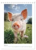 Schwein gehabt (Tischkalender 2027 DIN A5 hoch), CALVENDO Produktbild-Vorschau 9