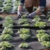Netkaná geotextília pod štrkom, 4x100FT 8OZ tkanina na Náhľad obrázku produktu 8