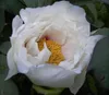 Strauchpfingstrose - Baumpfingstrose - Paeonia suffruticosa Produktbild-Vorschau 5