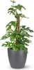 Monstera Minima am Moosstab 90cm Fensterblatt Zimmerpflanze Produktbild-Vorschau 1