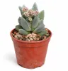 Crassula tecta – "Eidechsenhaut"-Crassula – Seltenheit – Produktbild-Vorschau 2