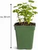 Jostabeera, odroda Jochelbeere: 30–35 cm – Rastlina rodiny Náhľad obrázku produktu 5