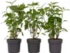 Hortensie - 3 Stk - Hydrangea 'Strong Annabelle' - Höhe Produktbild-Vorschau 1