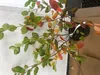 Amelanchier lamarckii - Felsenbirne 50- 60 cm Container Produktbild-Vorschau 3