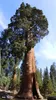 Mammutboom (Sequoiadendron giganteum) - 20 stuks Productafbeelding-voorbeeld 2