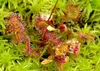 SAFLAX  - Rosolida - 50 semi - Drosera Anteprima dell’immagine prodotto 4