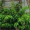 Aktinidia Issai ostrolistna obupłciowa 2L Podgląd zdjęcia produktu 7