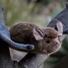Chauve-souris Animigos en peluche Voir les images du produit 4