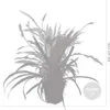 Bloomique - 5er-Mix - Pflegeleichte Pflanzenmischung - Produktbild-Vorschau 5