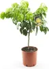 Bergamotte Pflanze 80–100 cm – Citrus Bergamia Fantastico – Produktbild-Vorschau 1