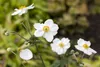 Anemone japonica 'Honorine Jobert', Herbst-Anemone, weiß, Produktbild-Vorschau 2