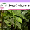 SAFLAX - skutočné korenie - Piper nigrum - 20 Semená Náhľad obrázku produktu 10