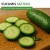Salatgurke Tanja Samen - Cucumis sativus - Gurkensamen - Produktbild-Vorschau 2