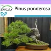 SAFLAX - zlatá borovica - Pinus ponderosa - 20 Semená Náhľad obrázku produktu 5