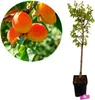 Prunus Armeniaca 'Goldrich' marhuľa, 5 litrový kvetináč Náhľad obrázku produktu 1