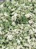 Thymus pulegioides, Quendel-Thymian, aromatisch, ca. 9x9 cm Produktbild-Vorschau 2
