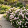 Bloomique - Lot de 2 - Rhododendron Bloombux rose - Voir les images du produit 3