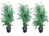 3x Bambus Fargesia murielae ‘Jumbo’ 90–100 cm – winterhart, Produktbild-Vorschau 1