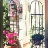 Pergola ogrodowa na kwiaty, róże kolumnowa Persian Yellow Podgląd zdjęcia produktu 3