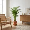 Howea Forsteriana, Kentia Palme, Zimmerpflanze, 90-100 cm, Produktbild-Vorschau 2