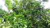 Sapote nero (Diospyros digyna)  - 3 semi Anteprima dell’immagine prodotto 4