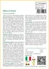 SAFLAX  - Albero di Giosuè - 10 semi - Con substrato - Anteprima dell’immagine prodotto 3