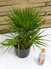 [Palmenlager] Chamaerops humilis 60 cm - Zwergpalme // Produktbild-Vorschau 2