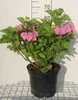 Hydrangea 'Teller Pink' (roze/rose) - Hortensias en Voir les images du produit 1