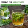 Zitronenmelisse  Samen - Melissa officinalis - Produktbild-Vorschau 5