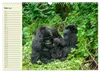 Berggorillas im Herzen Afrikas (Wandkalender 2027 DIN A3 Produktbild-Vorschau 8