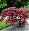 Fächerahorn ´GARNET´ 60-70 cm, Cont. 3 l Produktbild-Vorschau 3
