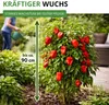 Chili Trinidad Moruga Scorpion Samen - Capsicum chinense - Produktbild-Vorschau 6