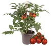 Kirschtomate Cherrytomate Pflanze mit vielen Früchten für Produktbild-Vorschau 2