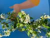 Sunny Tree - Toskánský jasmín - Popínavá rostlina - 2 ks - Náhled obrázku produktu 6