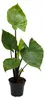 Alocasia "Black Cobra" - Schwarze Kobra - Elefantenohr - Produktbild-Vorschau 1