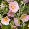6 x Sonnenröschen  - Helianthemum 'Lawrenson's Pink'  | Produktbild-Vorschau 1