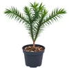Araucaria araucana, ook wel Andentanne genoemd. 20–25 cm. Productafbeelding-voorbeeld 4