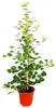Mišpule Fík - Ficus deltoidea - kvetinác 17cm - výška cca Náhled obrázku produktu 1