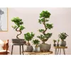 Dehner Chinesische Feige Ginseng, Ficus microcarpa, dicke Produktbild-Vorschau 4