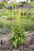 Verbascum nigrum, Schwarze Königskerze, gelb, ca. 9x9 cm Produktbild-Vorschau 2