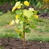 Winorośl właściwa - 3 szt - Vitis vinifera 'Chardonnay' - Podgląd zdjęcia produktu 5