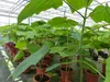 Blauglockenbaum Kiribaum 160 - 180 cm Paulownia tomentosa Produktbild-Vorschau 2